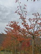 Prunus yedoensis 'Moerheimii' Japan.Maienkirsche 'Moerheimii'