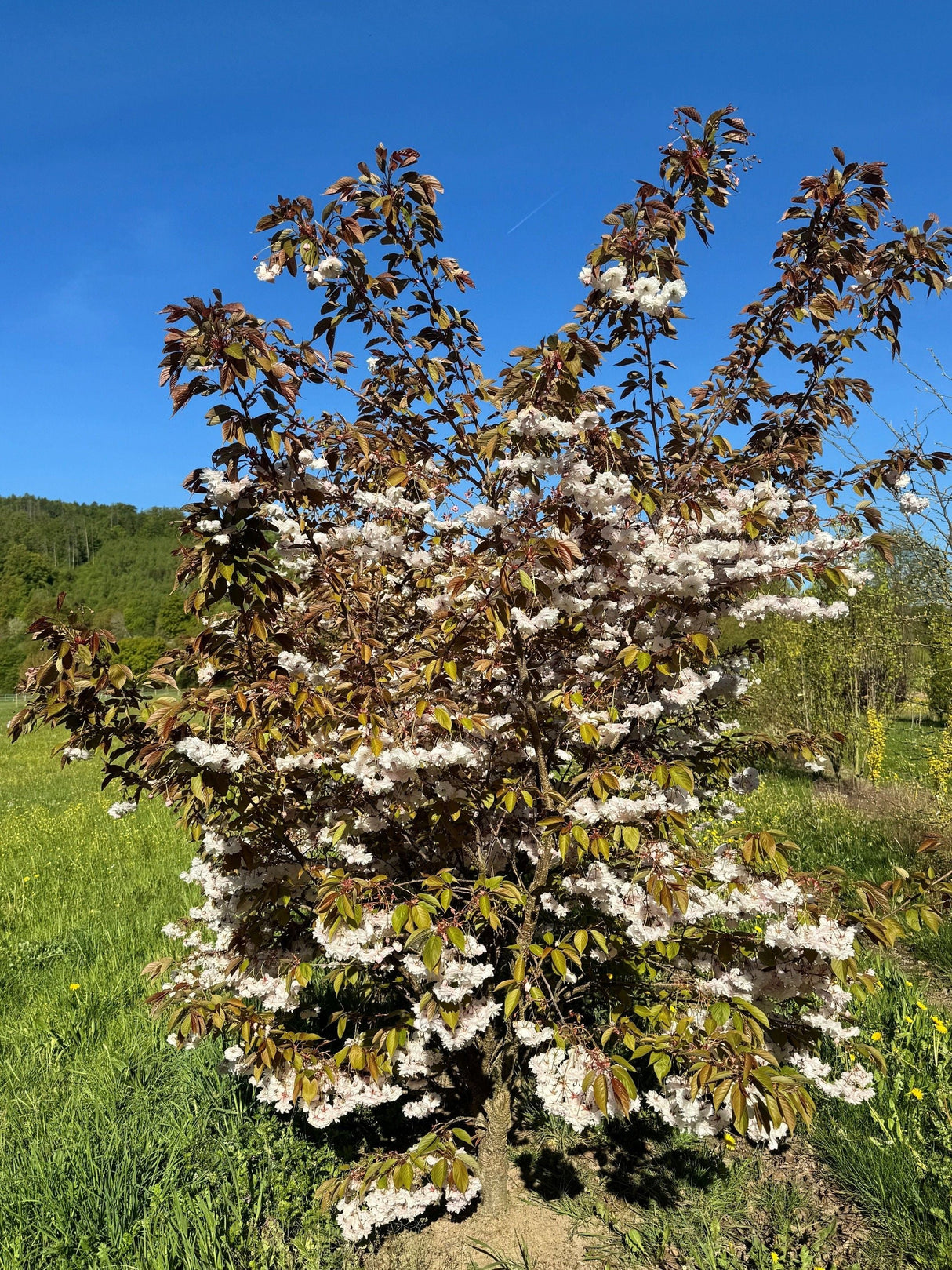 Prunus yedoensis 'Moerheimii' Japan.Maienkirsche 'Moerheimii'