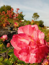 Rosa 'Alfred Sisley'  -R-               BT VII Beetrose 'Alfred Sisley'  -R-
