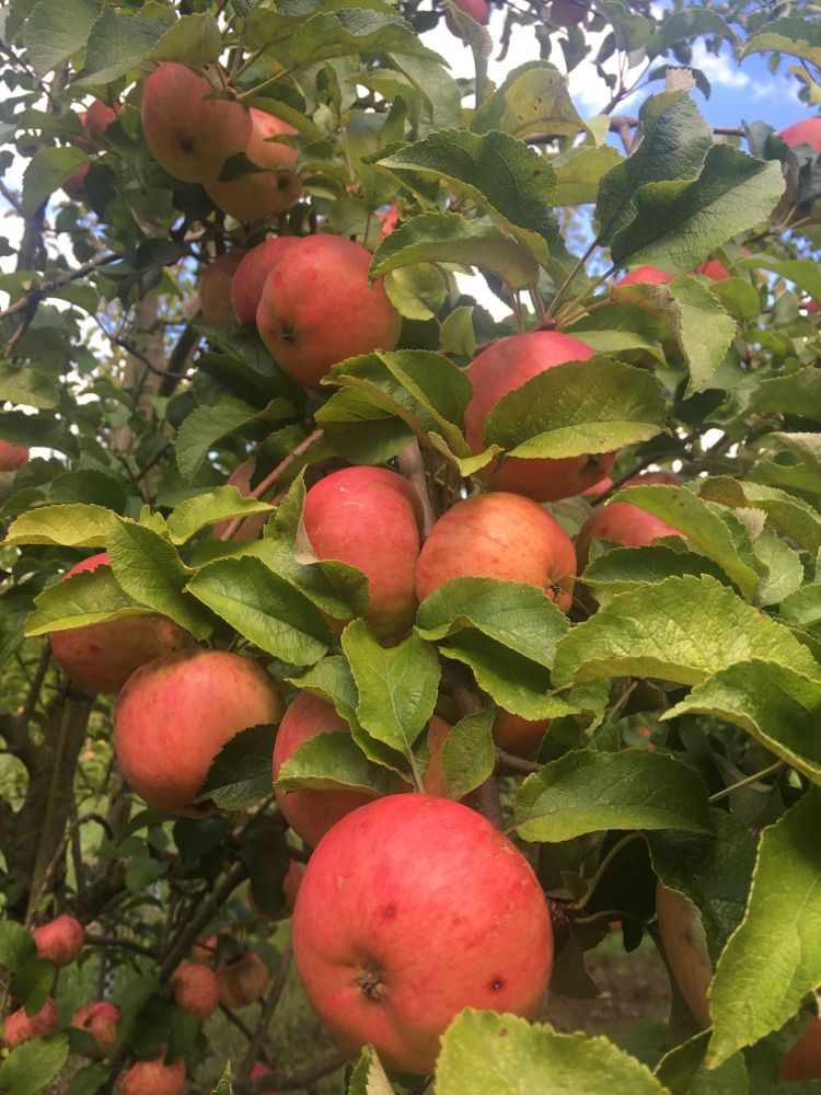 Malus 'Regia'  -S-                     CAC Apfel 'Regia'  -S-