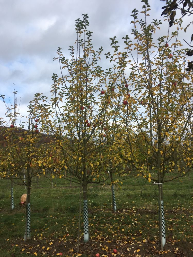 Malus 'Regia'  -S-                     CAC Apfel 'Regia'  -S-