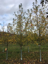 Malus 'Regia'  -S-                     CAC Apfel 'Regia'  -S-