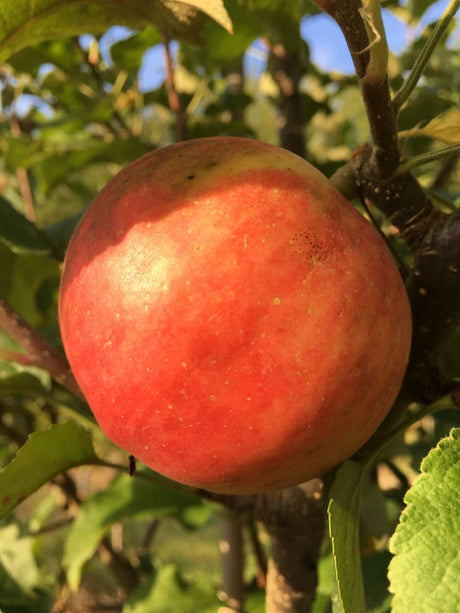 Malus 'Regia'  -S-                     CAC Apfel 'Regia'  -S-