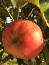 Malus 'Regia'  -S-                     CAC Apfel 'Regia'  -S-