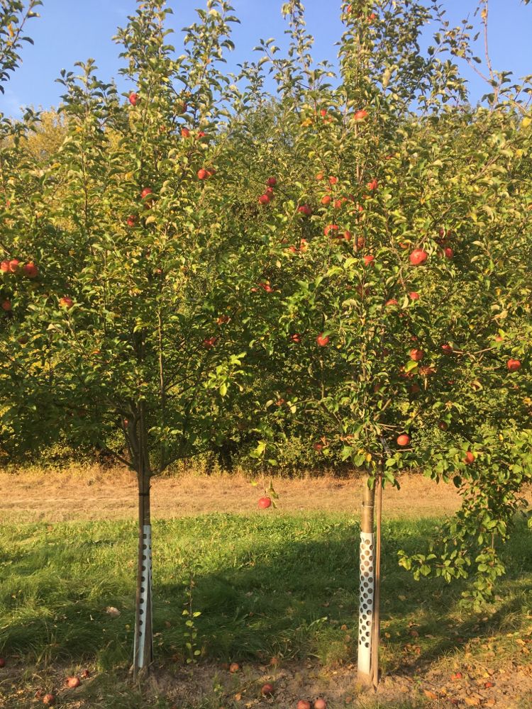 Malus 'Regia'  -S-                     CAC Apfel 'Regia'  -S-