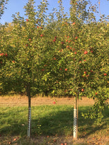 Malus 'Regia'  -S-                     CAC Apfel 'Regia'  -S-