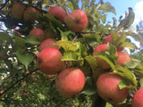 Malus 'Regia'  -S-                     CAC Apfel 'Regia'  -S-
