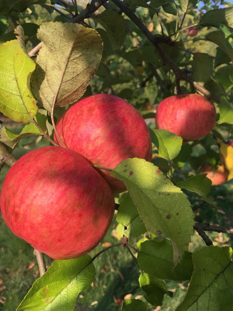 Malus 'Regia'  -S-                     CAC Apfel 'Regia'  -S-
