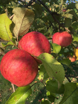Malus 'Regia'  -S-                     CAC Apfel 'Regia'  -S-