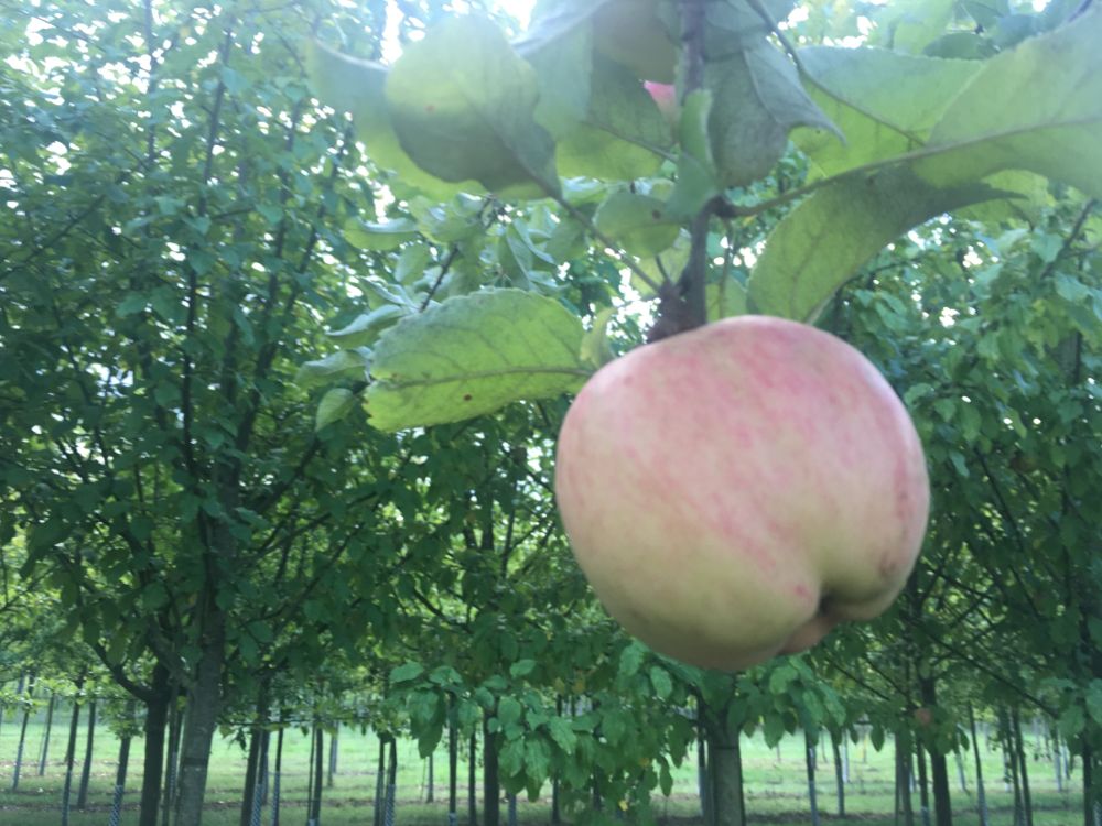 Malus 'Regia'  -S-                     CAC Apfel 'Regia'  -S-