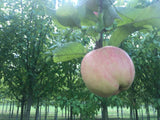 Malus 'Regia'  -S-                     CAC Apfel 'Regia'  -S-