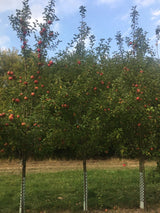 Malus 'Regia'  -S-                     CAC Apfel 'Regia'  -S-