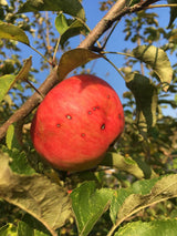 Malus 'Regia'  -S-                     CAC Apfel 'Regia'  -S-