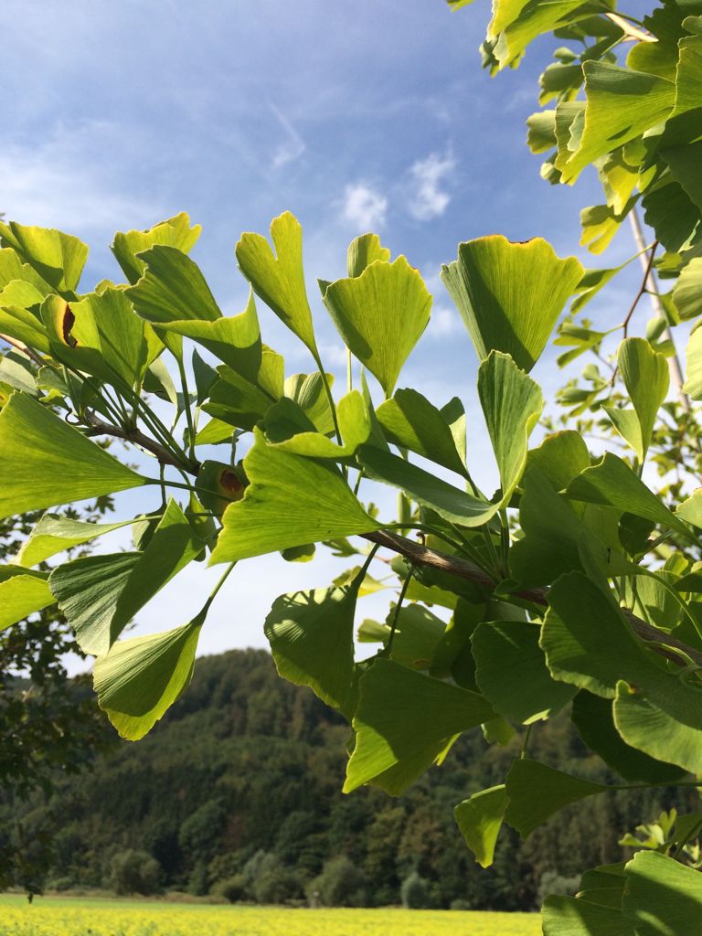 Ginkgo biloba Fächerblattbaum