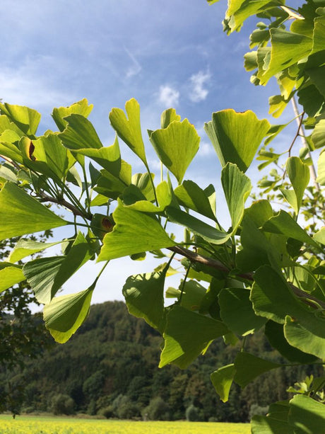 Ginkgo biloba Fächerblattbaum
