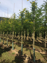 Gleditsia triacanthos 'Sunburst' Lederhülsenbaum 'Sunburst'