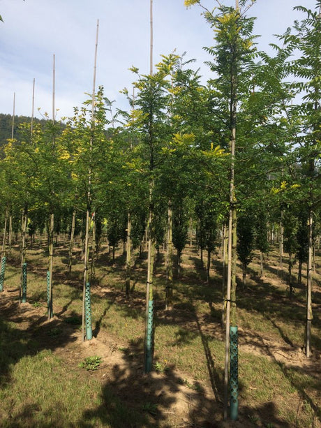 Gleditsia triacanthos 'Sunburst' Lederhülsenbaum 'Sunburst'