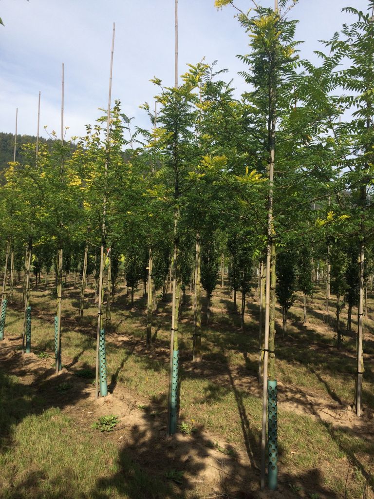 Gleditsia triacanthos 'Sunburst' Lederhülsenbaum 'Sunburst'