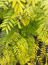 Gleditsia triacanthos 'Sunburst' Lederhülsenbaum 'Sunburst'