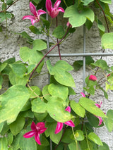 Clematis tex.'Princess Diana' Texas-Waldrebe 'Princess Diana'