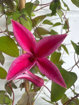 Clematis tex.'Princess Diana' Texas-Waldrebe 'Princess Diana'