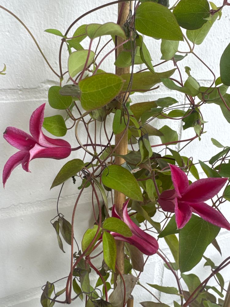 Clematis tex.'Princess Diana' Texas-Waldrebe 'Princess Diana'