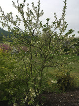 Halesia carolina Schneeglöckchenbaum