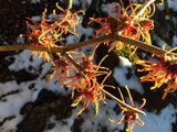 Hamamelis interm.'Jelena' Zaubernuss 'Jelena'          Premiumgehölz