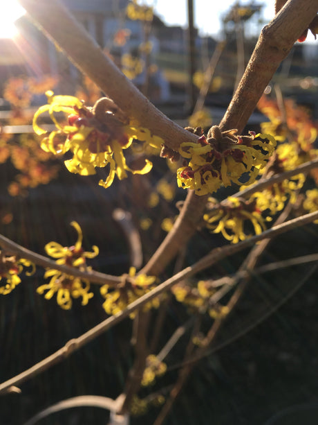 Hamamelis interm.'Westerstede' Zaubernuss 'Westerstede'