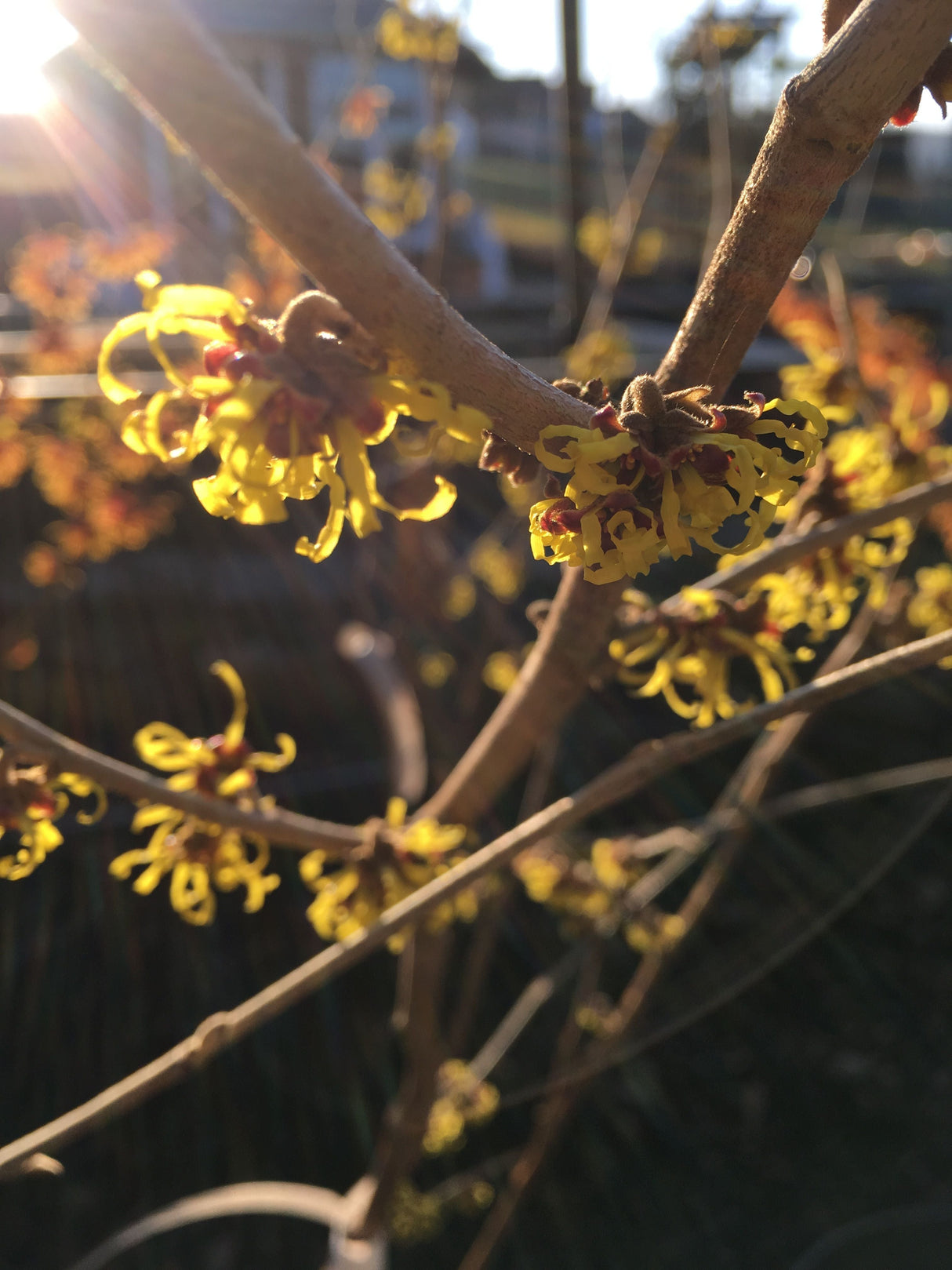 Hamamelis interm.'Westerstede' Zaubernuss 'Westerstede'
