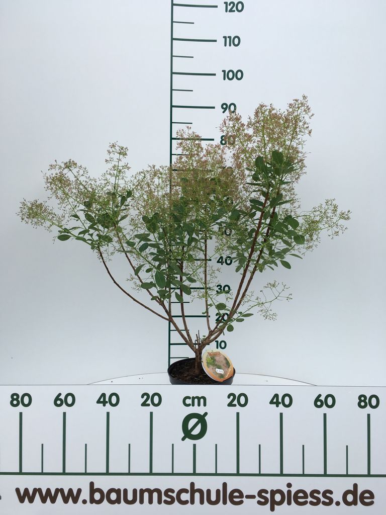 Cotinus coggygria 'Young Lady'  -S- Perückenstrauch 'Young Lady'  -S-