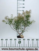 Cotinus coggygria 'Young Lady'  -S- Perückenstrauch 'Young Lady'  -S-