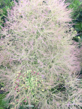 Cotinus coggygria 'Young Lady'  -S- Perückenstrauch 'Young Lady'  -S-