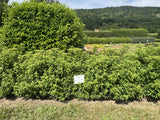 Spiraea japonica 'Albiflora' Weiße Zwergspiere