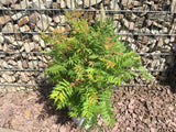 Sorbaria sorbifolia 'Sem'  -S- Niedrige Fiederspiere 'Sem'