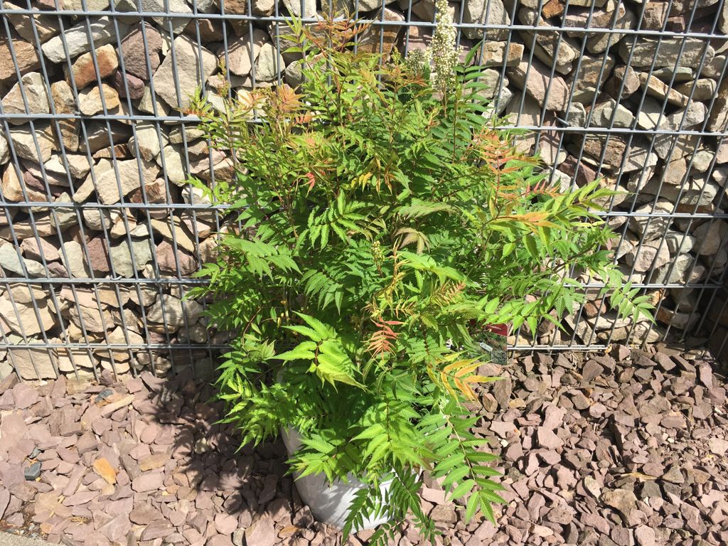 Sorbaria sorbifolia 'Sem'  -S- Niedrige Fiederspiere 'Sem'