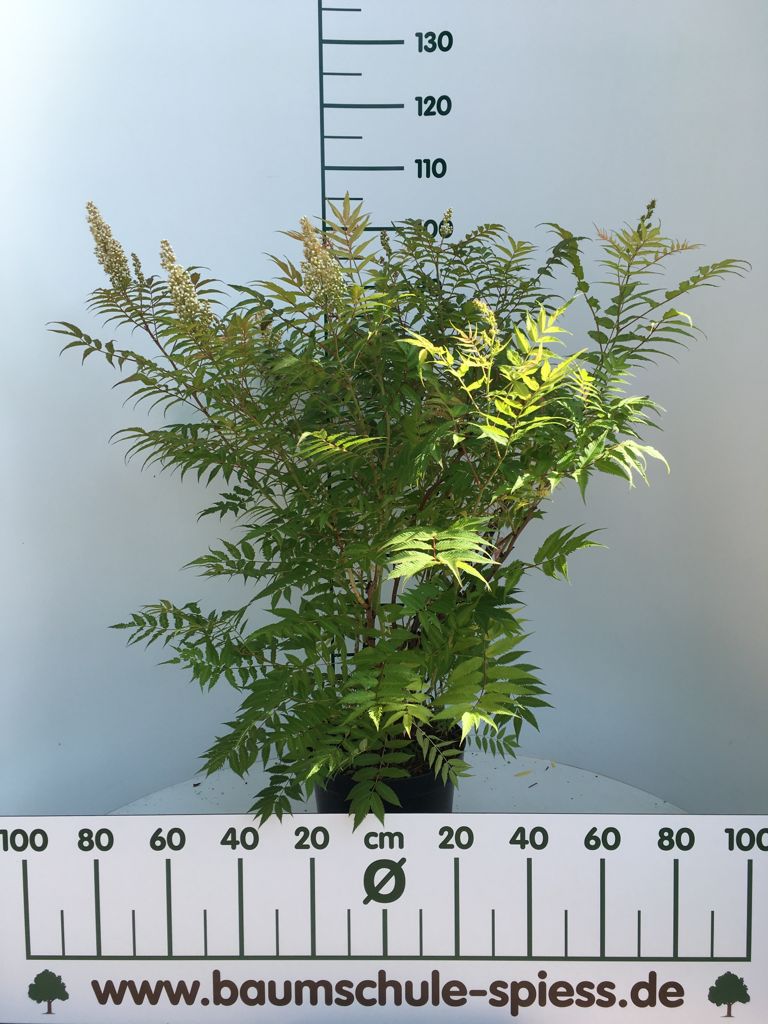 Sorbaria sorbifolia 'Sem'  -S- Niedrige Fiederspiere 'Sem'