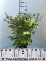 Sorbaria sorbifolia 'Sem'  -S- Niedrige Fiederspiere 'Sem'