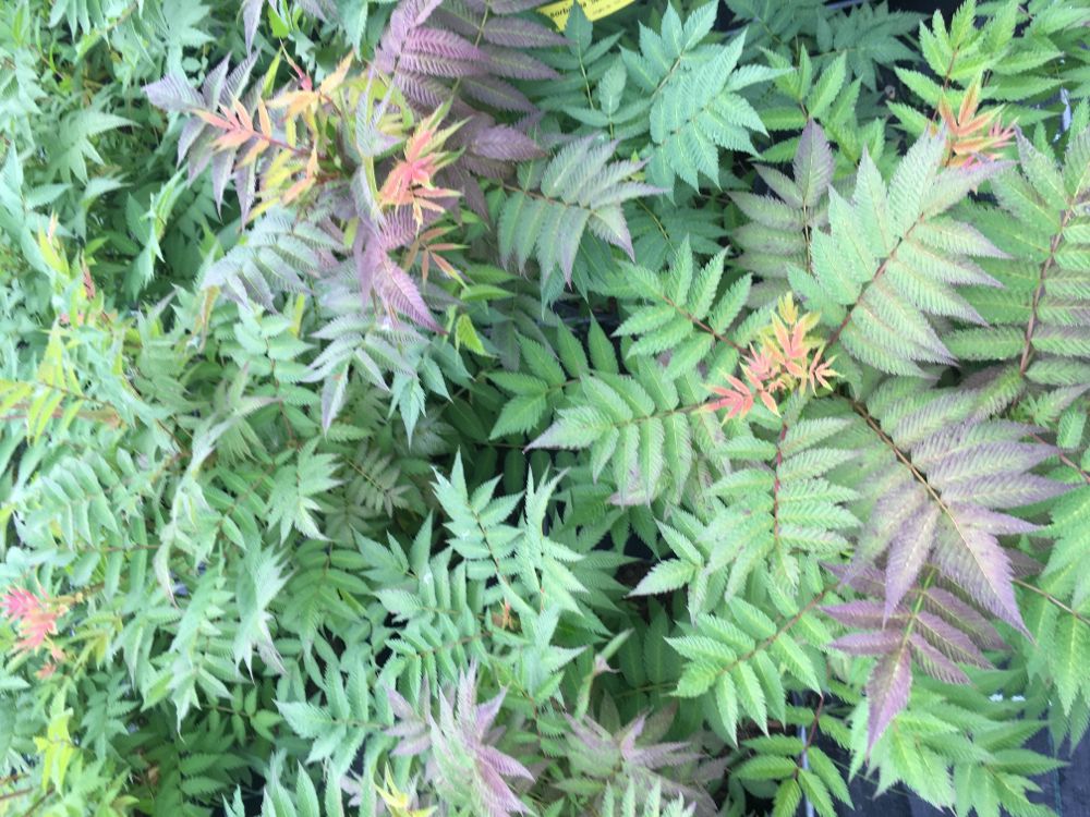 Sorbaria sorbifolia 'Sem'  -S- Niedrige Fiederspiere 'Sem'