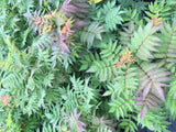 Sorbaria sorbifolia 'Sem'  -S- Niedrige Fiederspiere 'Sem'