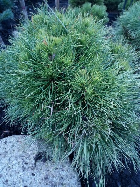 Pinus mugo 'Varella' Berg-Kiefer 'Varella'