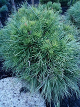 Pinus mugo 'Varella' Berg-Kiefer 'Varella'