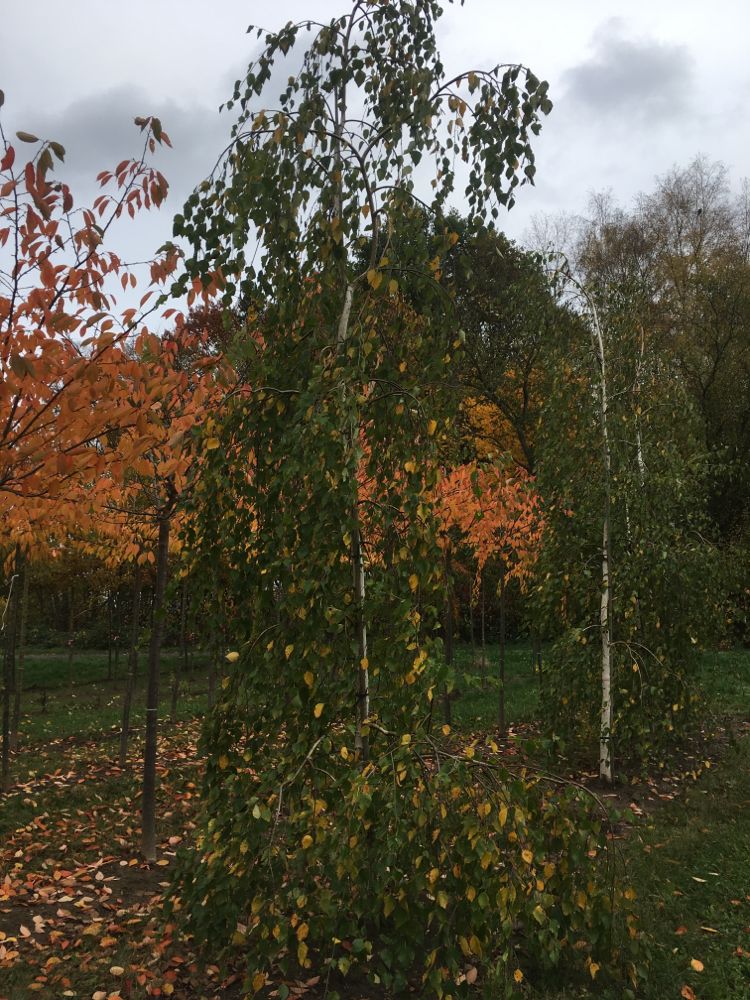 Betula pendula 'Long Trunk' Hänge-Birke