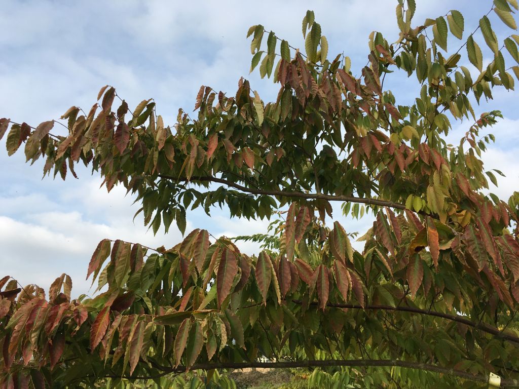 Zelkova serrata Japanische Zelkove