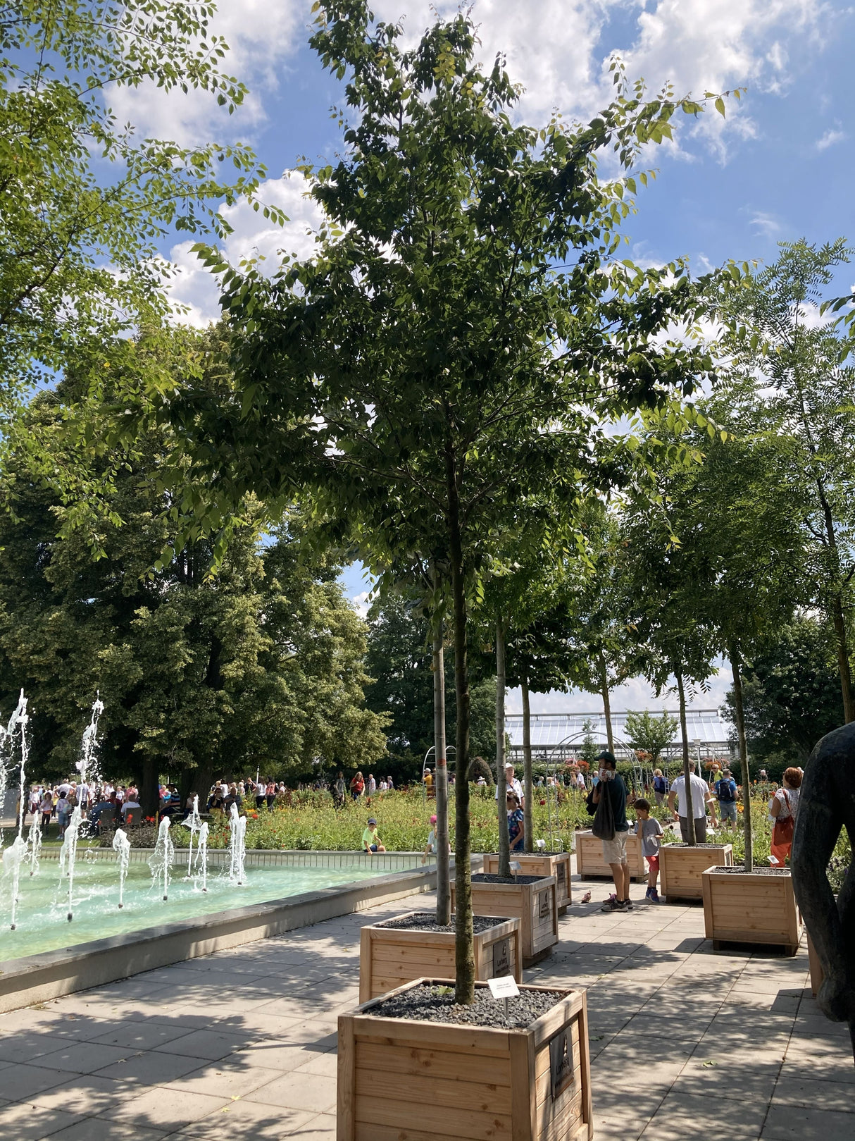 Zelkova serrata Japanische Zelkove