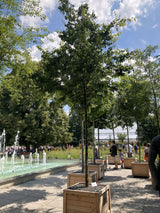 Zelkova serrata Japanische Zelkove