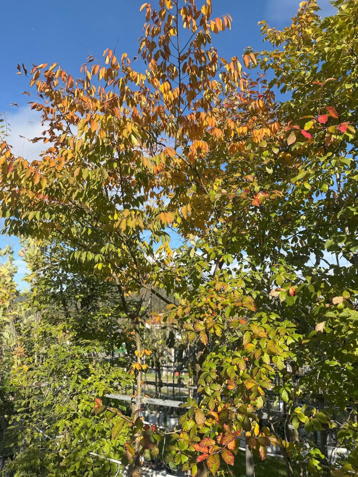 Zelkova serrata Japanische Zelkove