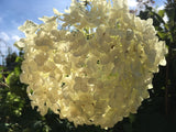 Hydrangea arbor. 'Annabelle' Ballhortensie 'Annabelle'