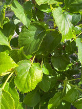 Hydrangea petiolaris Kletterhortensie