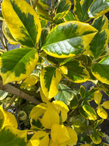 Ilex altaclerensis 'Golden King' Gelbbunte Stechpalme 'Golden King'
